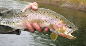 america's beloved river