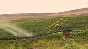 GMO