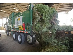 christmas tree recycling