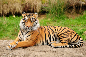 animal