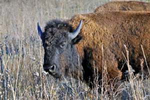 wild buffalo