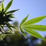 legalized marijuana