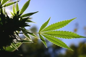 legalized marijuana