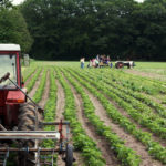 organic farms