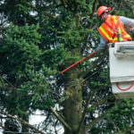 tree care